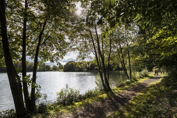 Circular trail around the Holzmaar in the Volcanic Eifel, maars, maar, lake, nature reserve, Gillenfeld, Rhineland-Palatinate, Germany, Europe