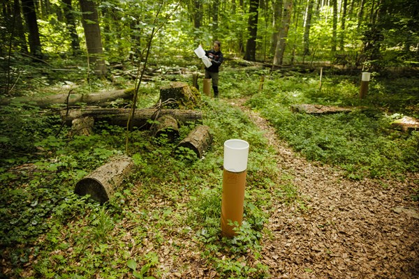 A staff member of the Northwest German Forest Research Institute checks a crown eaves collector on an experimental plot in a deciduous forest in Lower Saxony. Here, research is being conducted into how the forest can be prepared for the challenges in times of climate change. Mackenrode, 28.06.2022, Mackenrode, Germany, Europe