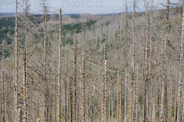 Symbolic photo on the subject of forest dieback in Germany. Spruce trees that have died due to drought and infestation by bark beetles stand in a forest in the Harz Mountains. Altenau, 28.06.2022, Altenau, Germany, Europe