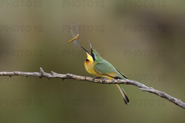 Little bee-eater