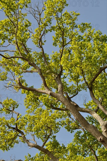 Leguay oak National forest of Bord-Louviers Eure Normandy