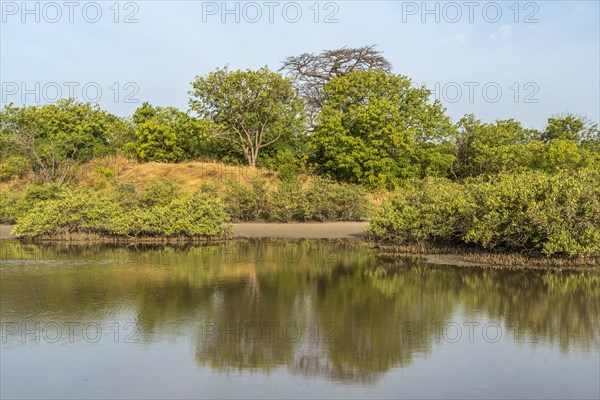 Mangrove Landscape, Kathior Island, Missirah, Sine Saloum Delta, Senegal, West Africa, Africa