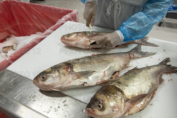 East Peoria, Illinois, Workers at Sorce Freshwater process and package silver carp