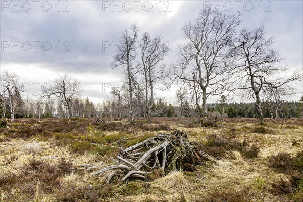 High moor, landscape in the Upper Black Forest, Baiersbronn, Baden-Wuerttemberg, Germany, Europe