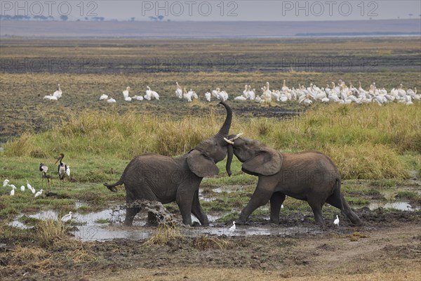 African elephants