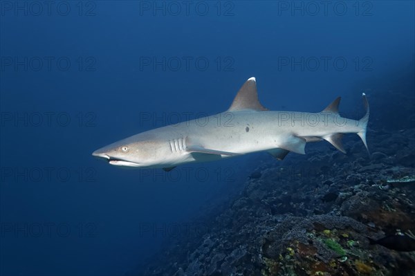 Whitetip reef shark