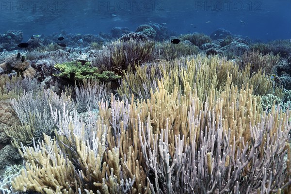 Coral reef canopy, large colony of finger leather coral