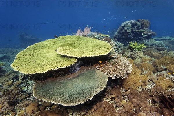 Hyacinth table coral