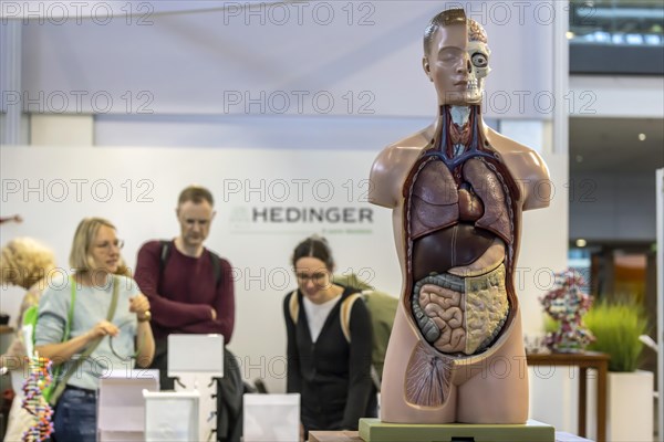 Preparation of a human body for biology lessons by the manufacturer Hedinger. The trade fair Didacta is Europes largest education trade fair. Stuttgart, Baden-Wuerttemberg, Germany, Europe