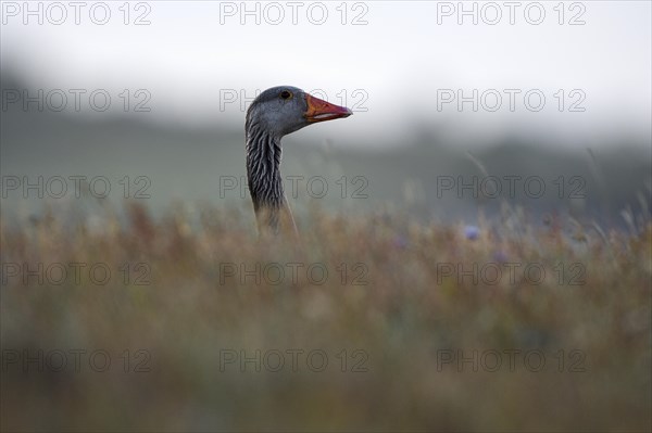 Greylag Goose