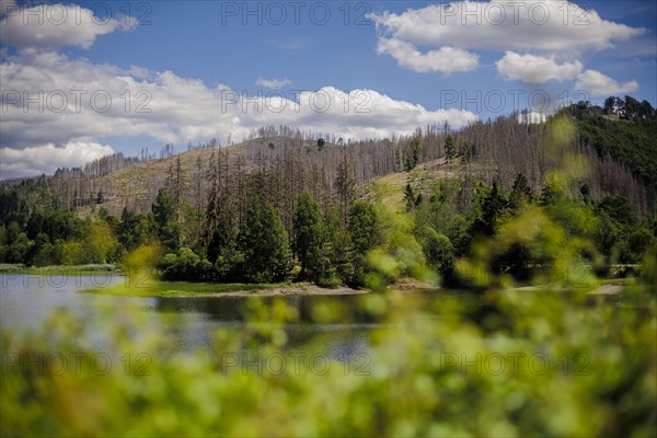 Symbolic photo on the subject of forest dieback in Germany. Spruce trees that have died due to drought and infestation by bark beetles stand at the Soes reservoir in a forest in the Harz mountains. Riefensbeek, 28.06.2022, Riefensbeek, Germany, Europe