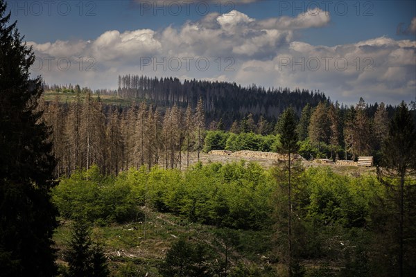 Symbolic photo on the subject of forest dieback in Germany. Spruce trees that have died due to drought and infestation by bark beetles stand in a forest in the Harz Mountains. Altenau, 28.06.2022, Altenau, Germany, Europe