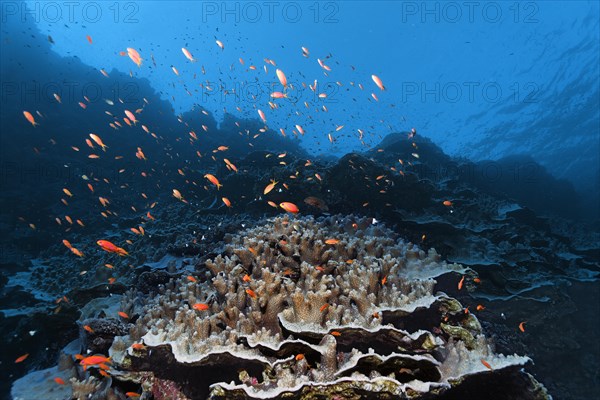 Coral reef rubble with Acropora stone coral