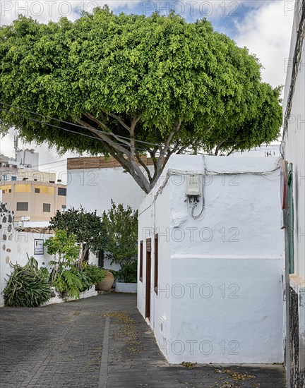 Villas and Houses in Lanzarote, Canary Islands, Spain, Europe