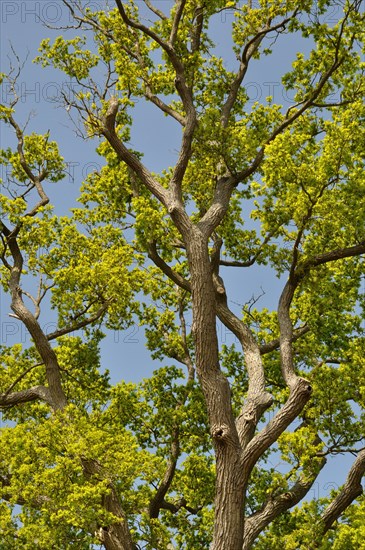 Leguay oak National forest of Bord-Louviers Eure Normandy