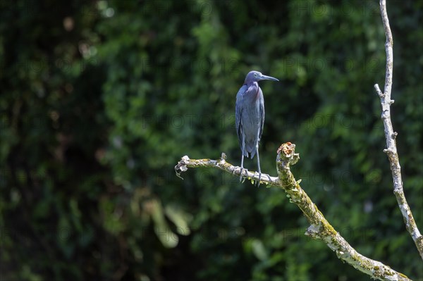 Tortuguero National Park, Costa Rica, An adult little blue heron