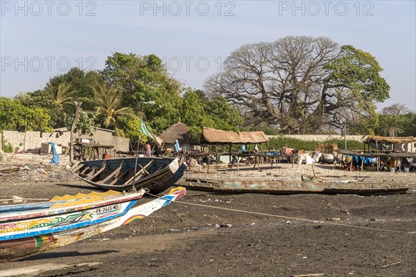 Fishing boats and huge ancient kapok tree in Missirah, Sine Saloum Delta, Senegal, West Africa, Africa