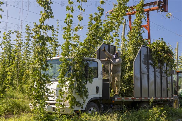 Baroda, Michigan, A Mexican-American crew harvests hops at Hop Head Farms in west Michigan. The red cutting machine cuts the ropes on which the hop vines have been growing, and workers then pull the vines onto the a truck