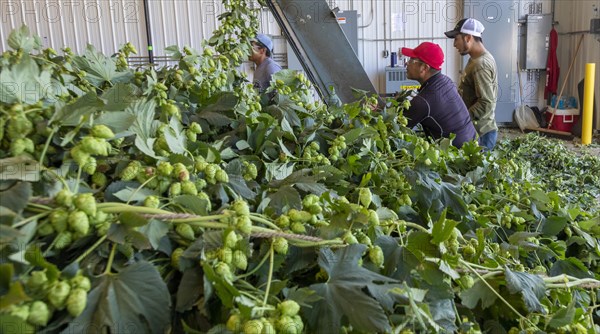 Baroda, Michigan, A Mexican-American crew processes hops at Hop Head Farms in west Michigan. They attach the bines, or vines, to hop harvesting machines that will separate the cones, or flowers, from the bines