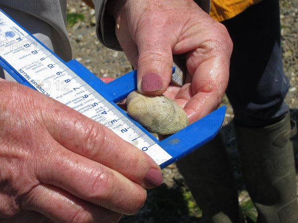 Collective counting of clams by recreational fishers as part of the LIFE more program