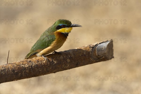 Little bee-eater