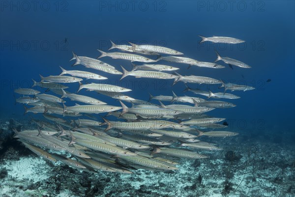 Shoal of sawtooth barracudas