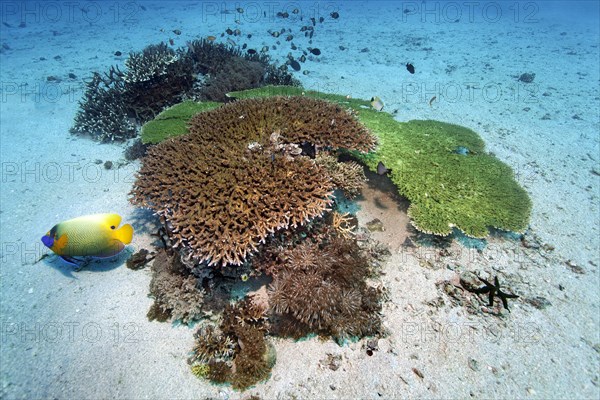 Spotted reef on sandy bottom hyacinth table coral