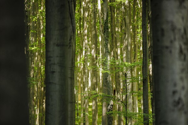 View into a deciduous forest in Lower Saxony. Mackenrode, 28.06.2022, Mackenrode, Germany, Europe