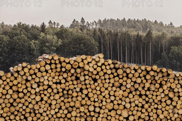 A stack of wood looms in front of a forest in Grosskuni, Grosskunitz, Germany, Europe