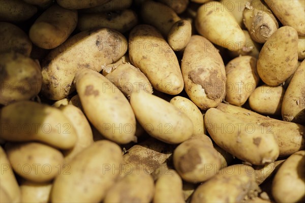 Potatoes in Radevormwald, 08.06.2022. Radevormwald, Germany, Europe