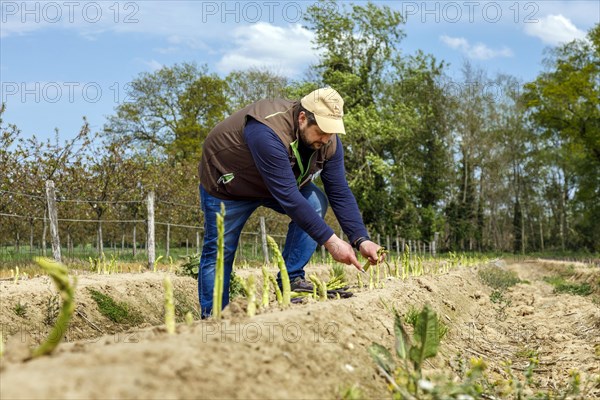 Farmer harvesting green asparagus, Rheurdt, North Rhine-Westphalia, Germany, Europe