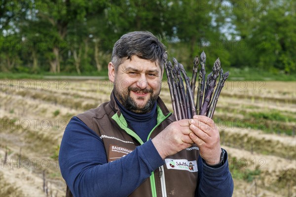 Farmer during harvest, purple or violet asparagus, rare variety from Italy, Rheurdt, North Rhine-Westphalia, Germany, Europe