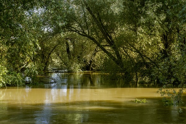 Flooding after heavy rain in North Rhine-Westphalia in the nature reserve at the Grietherorter and Bienener Altrhein, Rees, North Rhine-Westphalia, Germany, Europe