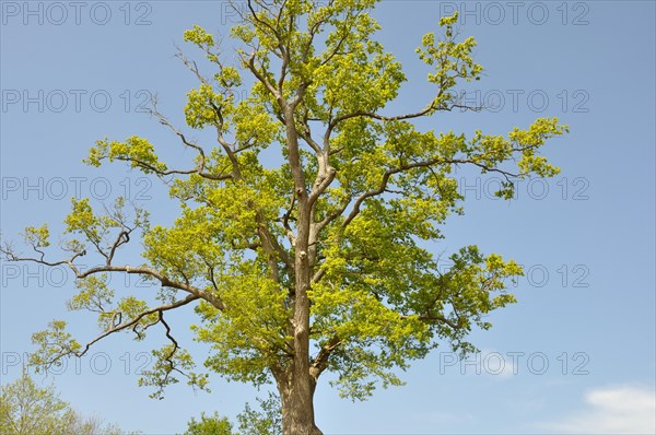 Leguay oak National forest of Bord-Louviers Eure Normandy