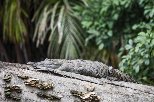 Tortuguero National Park, Costa Rica, An American crocodile