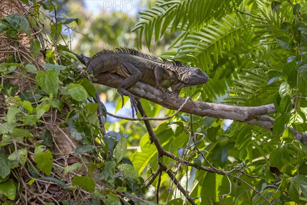 Tortuguero National Park, Costa Rica, Green iguana