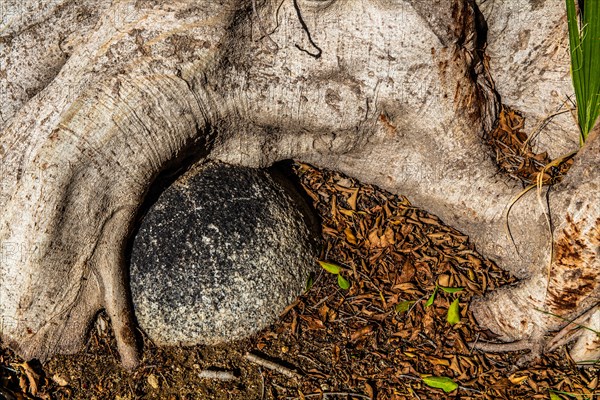 Cannonball grown into tree root, Garden courtyards, Archaeological Museum in the former Order Hospital of the Knights of St. John, 15th century, Old Town, Rhodes Town, Greece, Europe