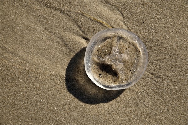 Jellyfish