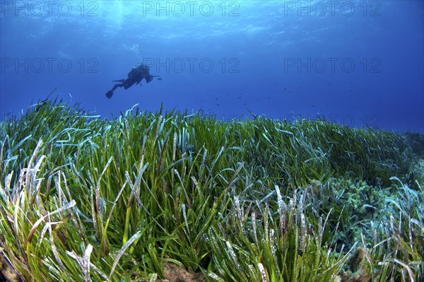 Diver over a seagrass meadow