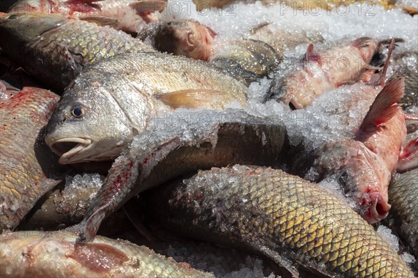 Peoria, Illinois, invasive Asian carp, mostly the silver carp