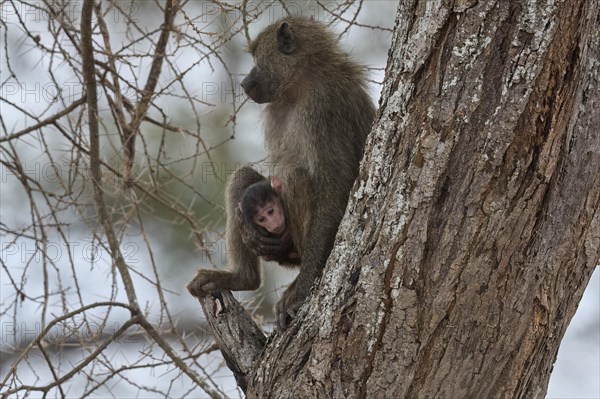 Olive baboon