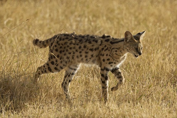 Serval