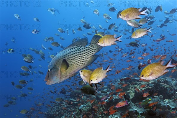 Reef edge, coral reef in strong current, full of life, shoal of damselfish