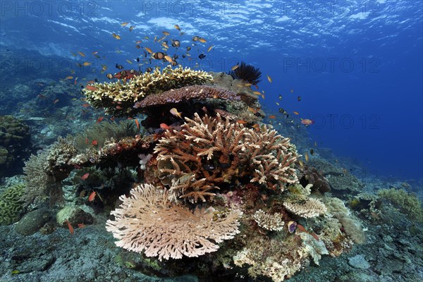 Coral reef with table coral