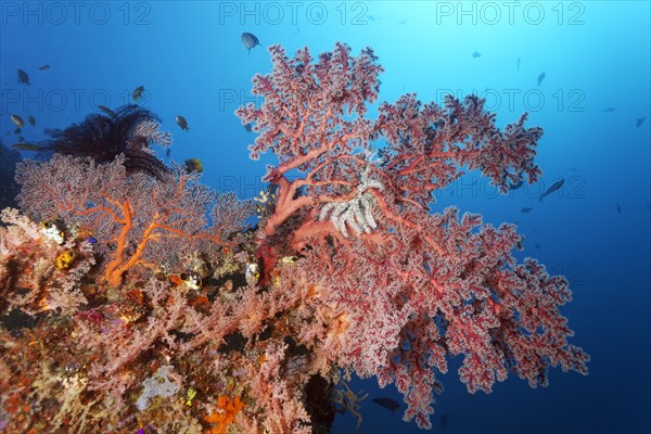 Left small gorgonian