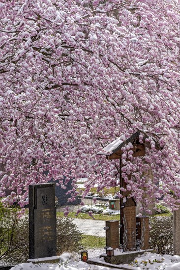 Flowering apple tree