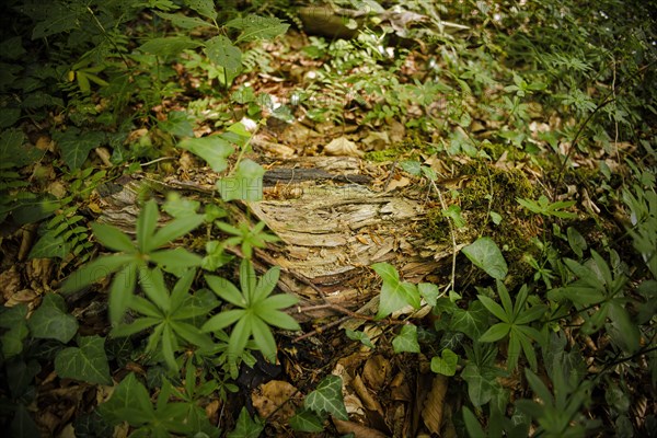 Deadwood lying in a deciduous forest in Lower Saxony. Mackenrode, 28.06.2022, Mackenrode, Germany, Europe