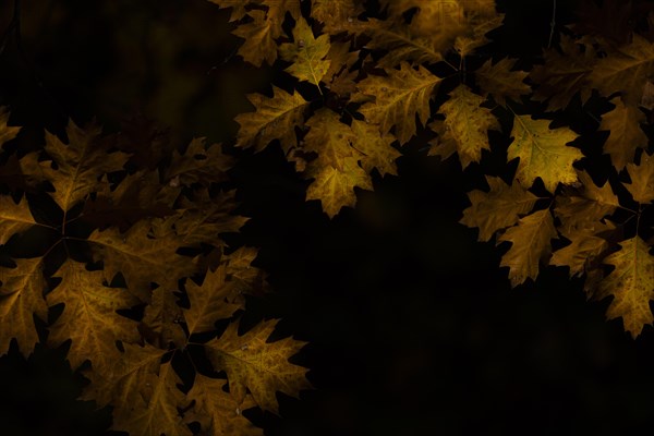 Colourful leaves on a tree, taken in Potsdam, Potsdam, Germany, Europe