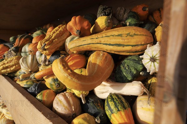 Ornamental pumpkins are offered for sale, Ditzingen, 26.08.2022., Baden-Wuerttemberg, Germany, Europe