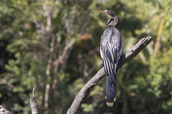 Tortuguero National Park, Costa Rica, Anhinga